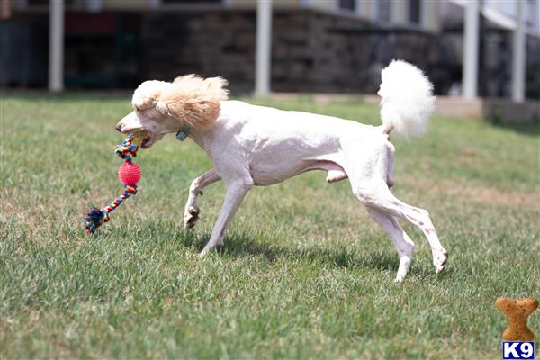 northtexaspuppies Picture 3